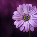 Close-up of a beautiful purple daisy on a dark background.